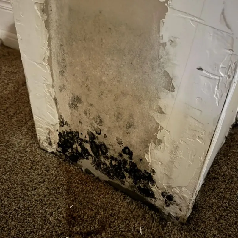 Professional Mold Removal in Creek County, OK